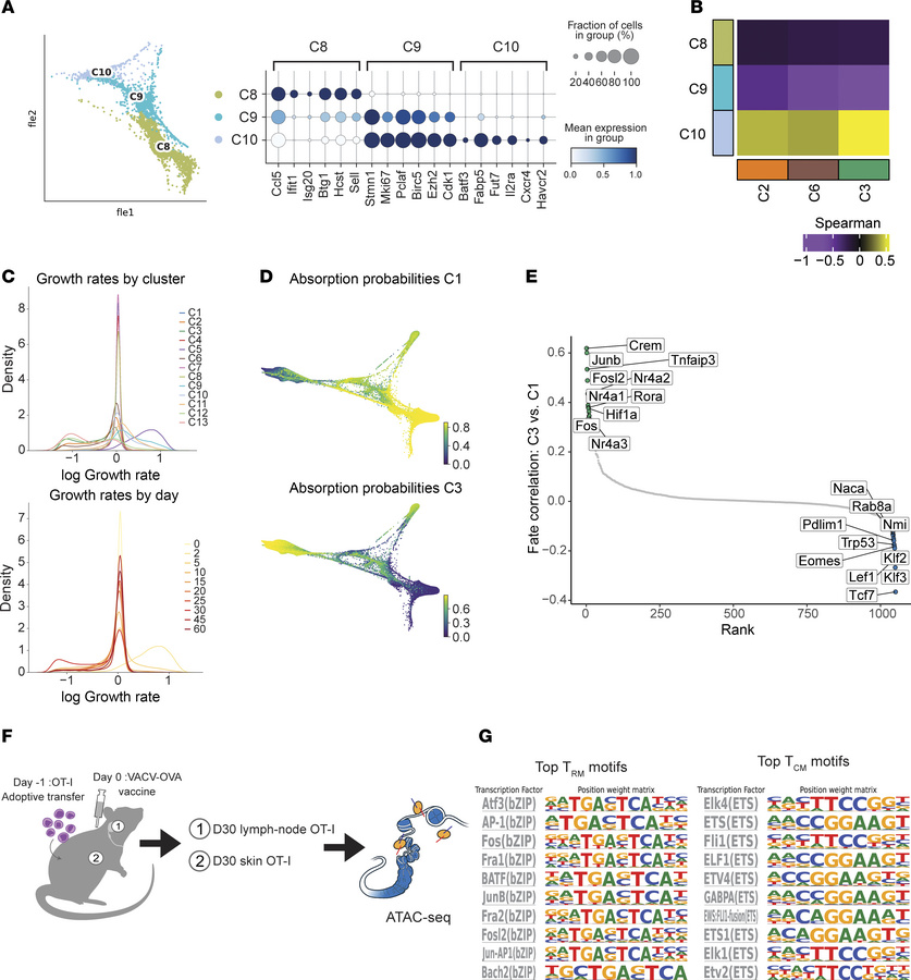 Heterogeneity of antigen-specific T cells early postinfection and transc...