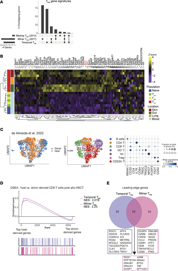 Temporal TRM gene signature distinguishes TRM in mouse and human models....