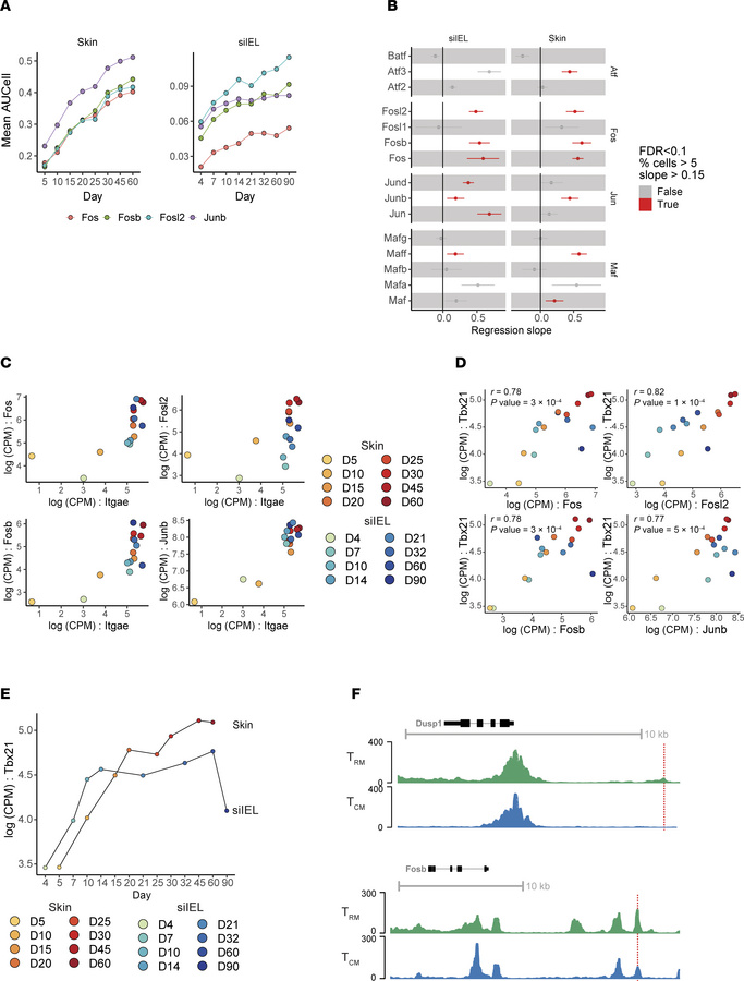 AP-1 transcription factor family members correlate with TRM development....