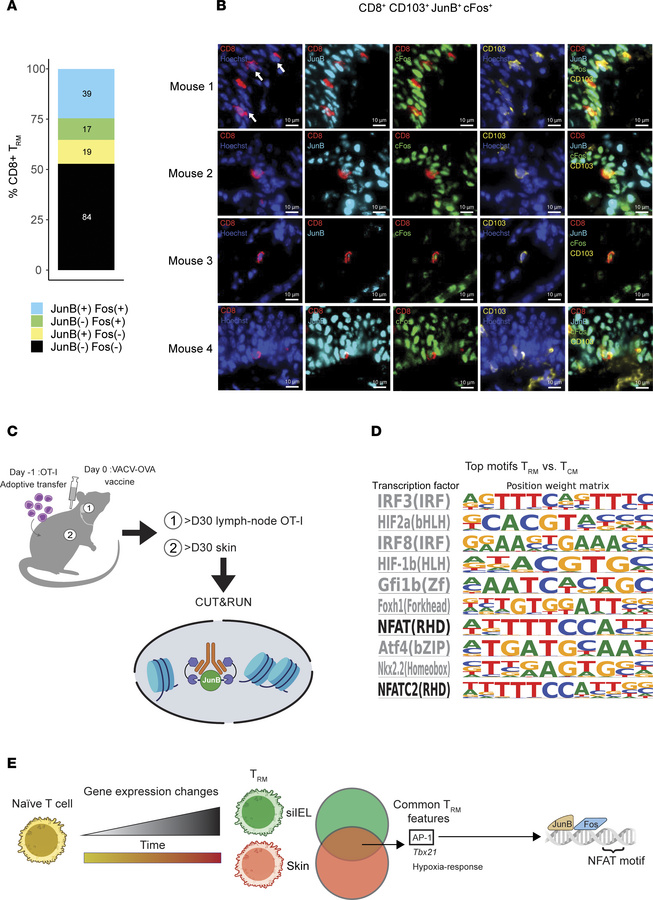 AP-1 is located in the nucleus of TRM and are bound to sites of NFAT mot...