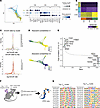 Heterogeneity of antigen-specific T cells early postinfection and transcrip