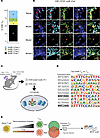 AP-1 is located in the nucleus of TRM and are bound to sites of NFAT motifs