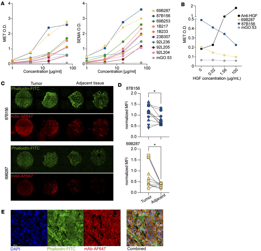 MET-binding mAbs cloned from patients with cancer.
(A) Binding of anti-M...