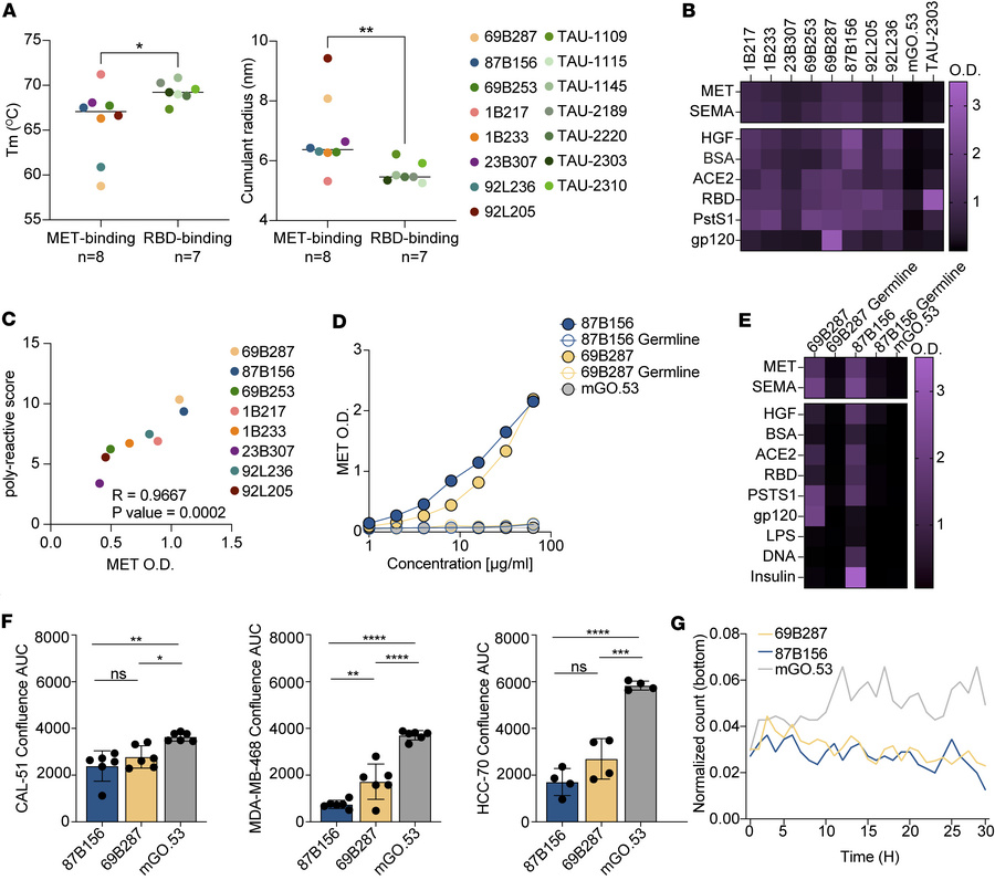 MET-binding antibodies are polyreactive.
(A) Comparison between denatura...
