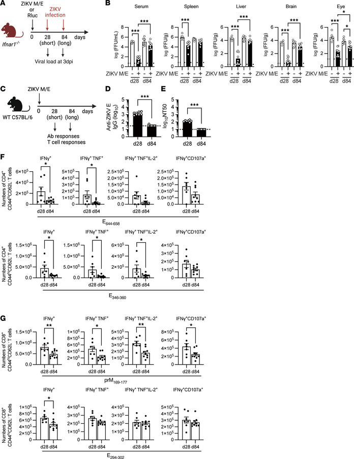 Short- and long-term immunogenicity and protective efficacy of ZIKV M/E ...