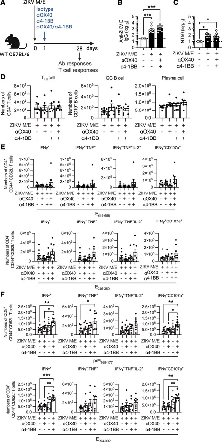 Effect of TNFR agonists on short-term immunogenicity.
(A) Experimental p...