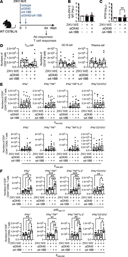 Effect of TNFR agonists on long-term immunogenicity.
(A) Experimental pr...