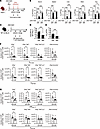 Short- and long-term immunogenicity and protective efficacy of ZIKV M/E saR