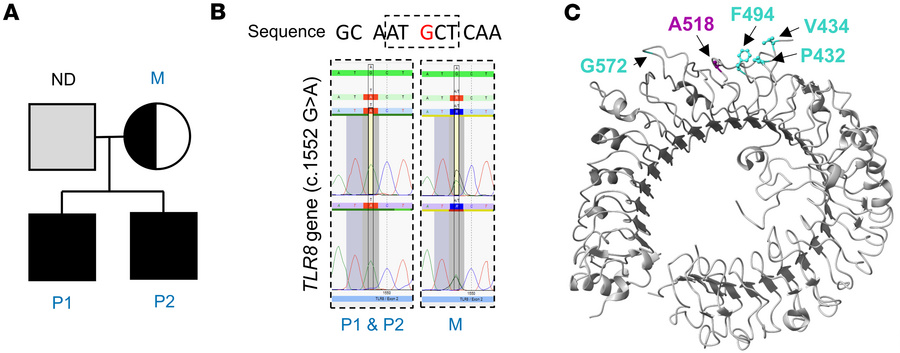 Investigation of the germline TLR8 c.1552G>A (p.A518T) variant.
(A) T...