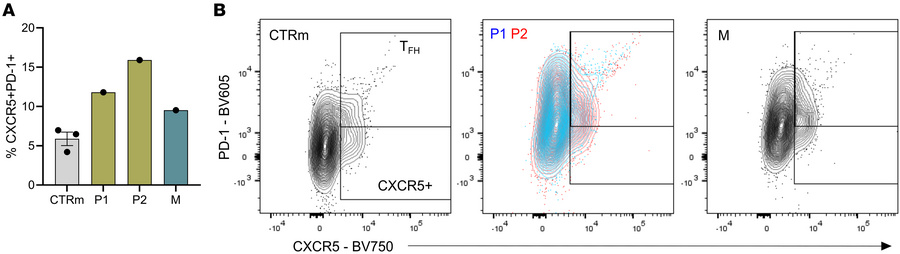 Expansion of T follicular helper cells in siblings with the TLR8 A518T v...