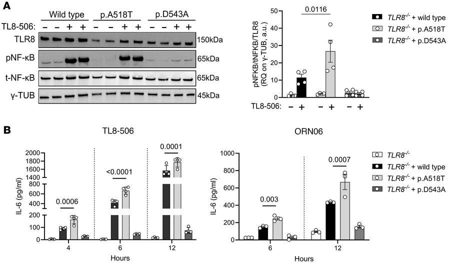 Stimulation of TLR8 A518T variant induces p–NF-κB and cytokine release.
...