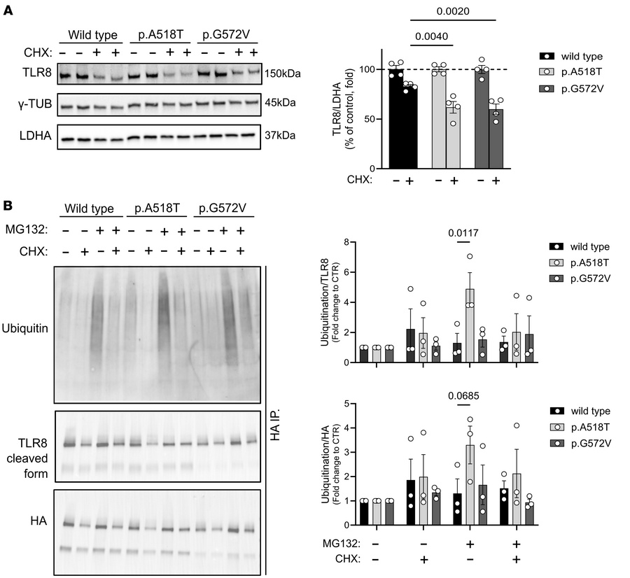 TLR8 A518T variant reduces protein abundance and increases degradation.
...