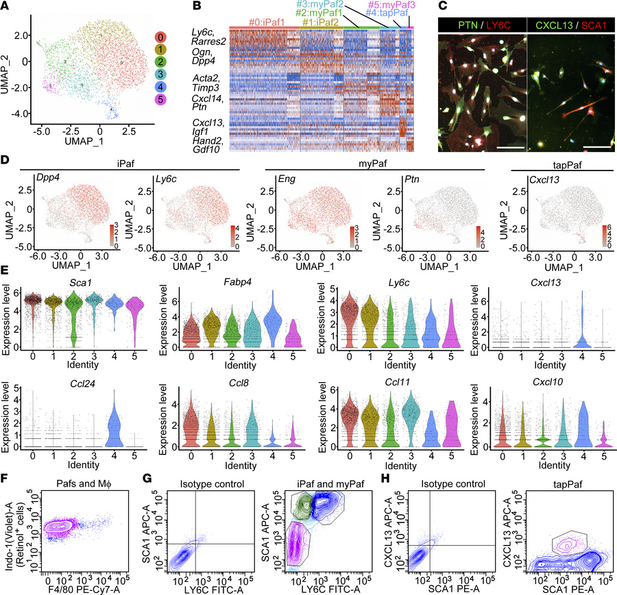 Characterization of the novel Paf subpopulation.
(A) A separate clusteri...