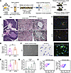 PSCs are quiescent in the pancreas of nondiabetic and diabetic mice.