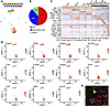 Heterogeneity of quiescent PSCs was revealed by scRNA-seq.