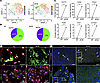 Impact of T2D on Paf subpopulations.