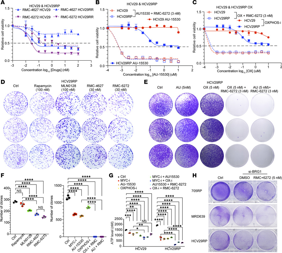 Inhibition of SWI/SNF function or OXPHOS shows synergy with bi-steric mT...