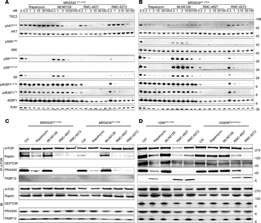 Characterization of mTORC1 signaling pathway of MRD developed in vivo.
(...