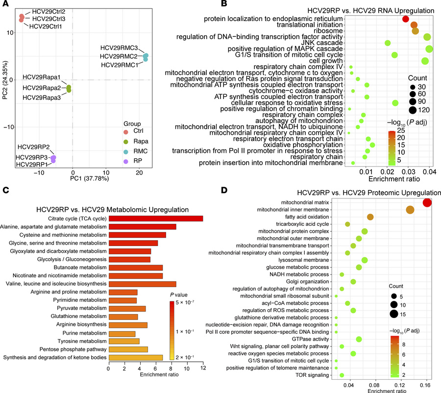HCV29RP/MRD cells display metabolomic and proteomic differences that sug...