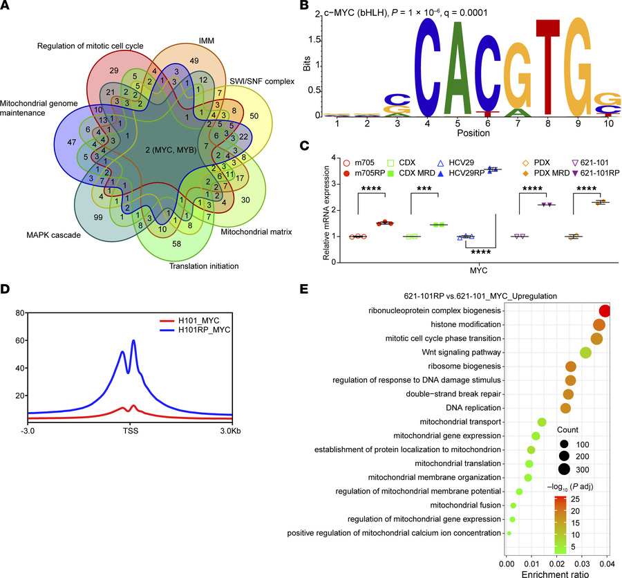 MYC is the TF that drives RP phenotypes.
(A) Venn diagram shows the pote...