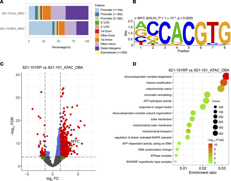 RP cells have increased chromatin accessibility.
(A) Peak distribution o...