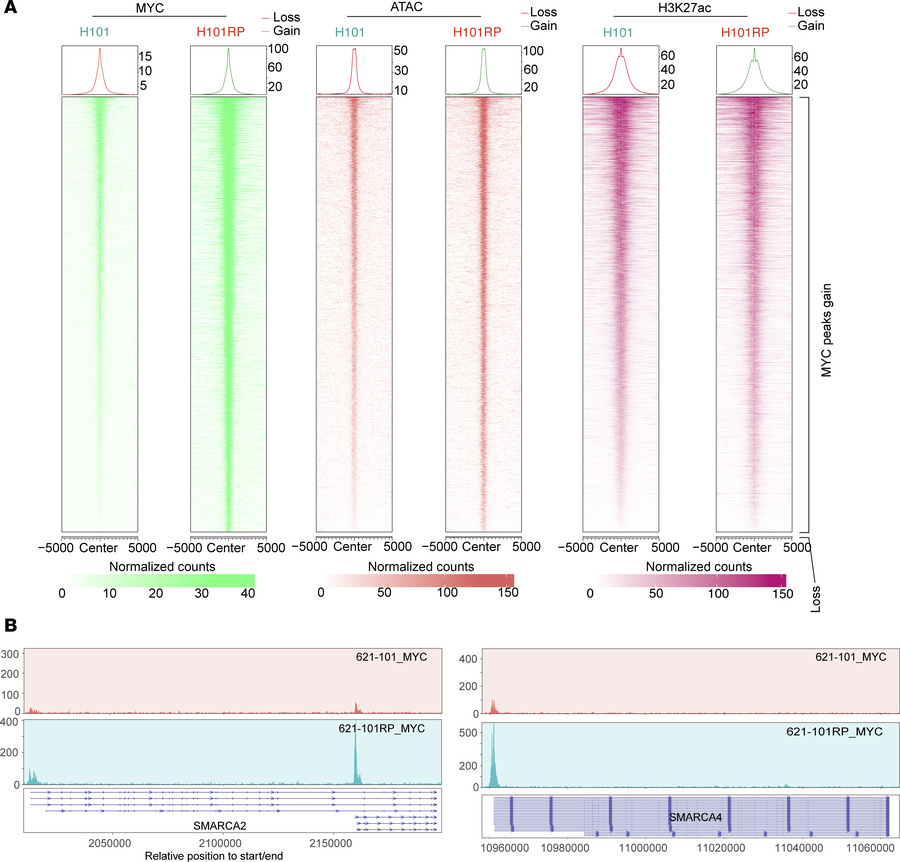 Cooperation of SWI/SNF and MYC reshapes chromatin landscapes in RP cells...