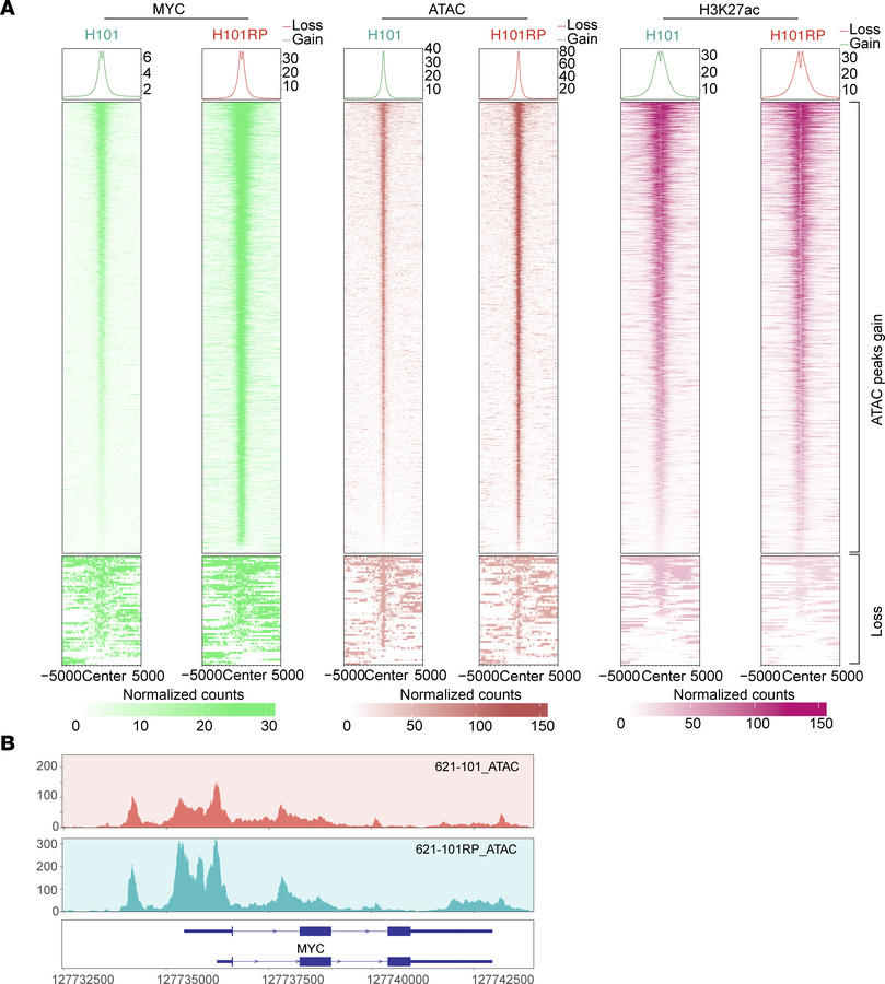 Increased chromatin accessibility facilitates MYC binding in RP cells.
(...