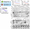 Long-term mTORC1 suppression gives rise to RP cells/MRD.