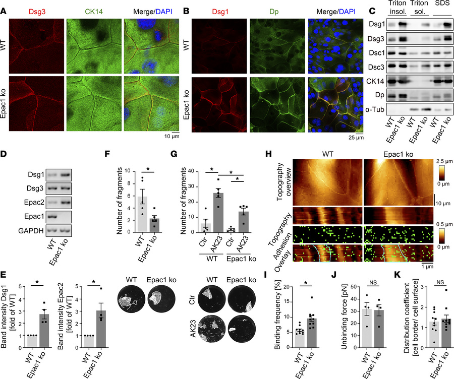 Murine Epac1-ko keratinocytes display upregulated desmosomal proteins an...