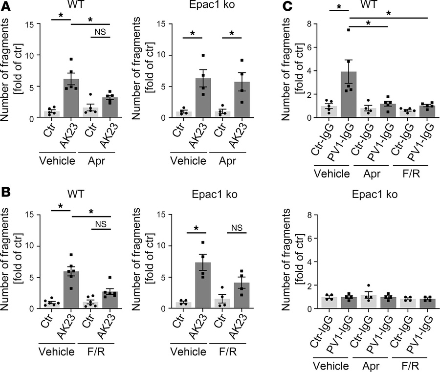 Protective effect of apremilast is ameliorated in Epac1-ko keratinocytes...
