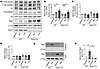 Apremilast induces phosphorylation of Pg and Rap1 activation in a Epac1-dep