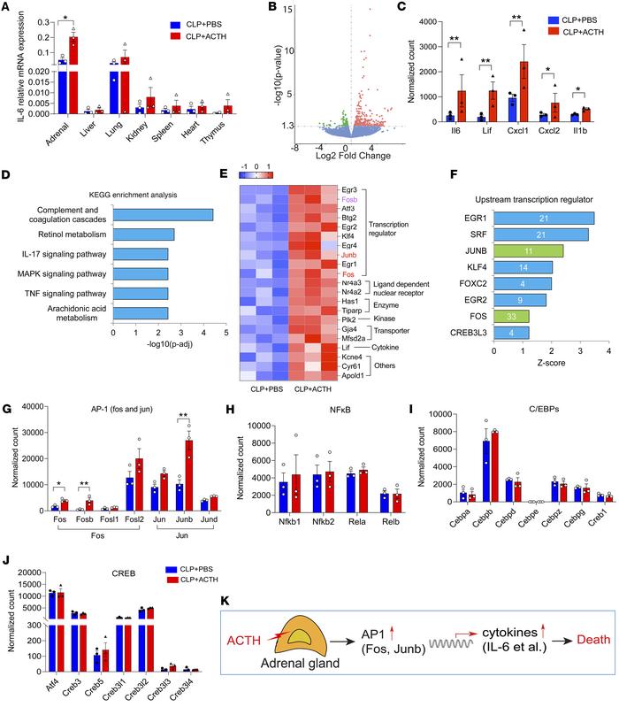 ACTH test augments inflammatory response in the adrenal gland through tr...