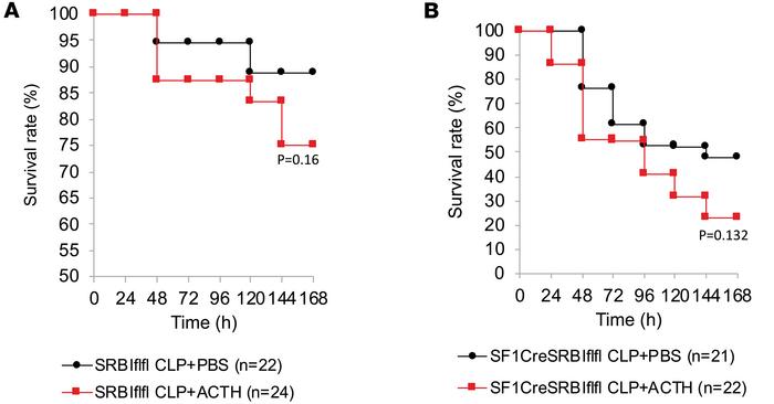 ACTH test moderately decreases survival in septic mice.
SRBIfl/fl (A) an...