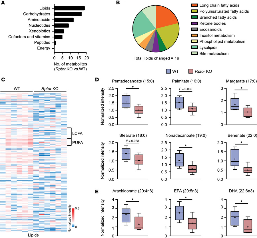 Long-chain fatty acids are reduced upon loss of Raptor/mTORC1 in endothe...