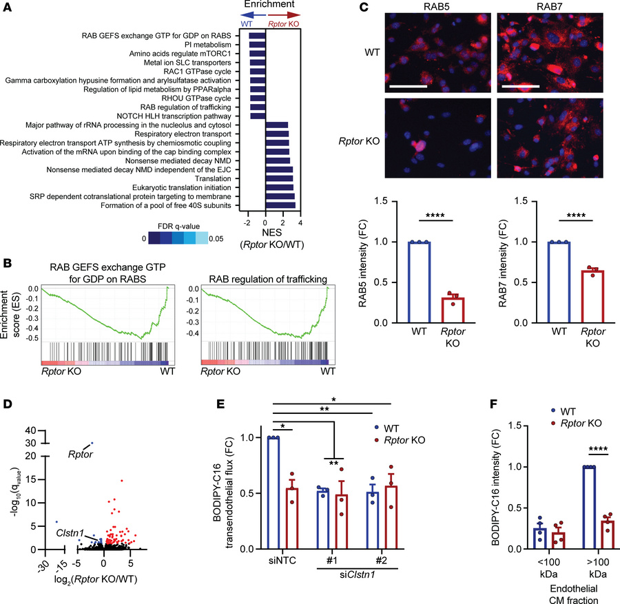 Raptor/mTORC1 loss reduces vesicle trafficking of fatty acids in endothe...