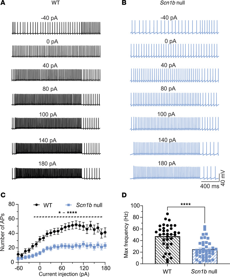 
Scn1b null PCs are hypoexcitable.
(A and B) Representative traces showi...