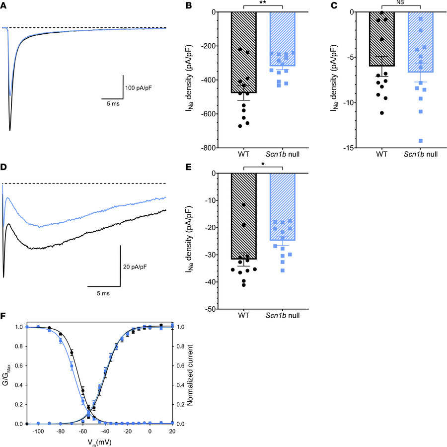 
Scn1b–/– PCs have reduced transient and resurgent INa densities.
(A) Re...