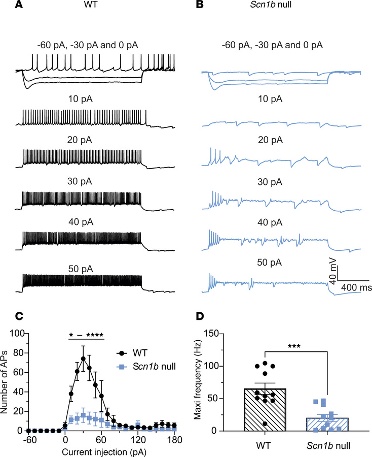 
Scn1b null MLIs have increased AP initiation threshold and reduced firi...