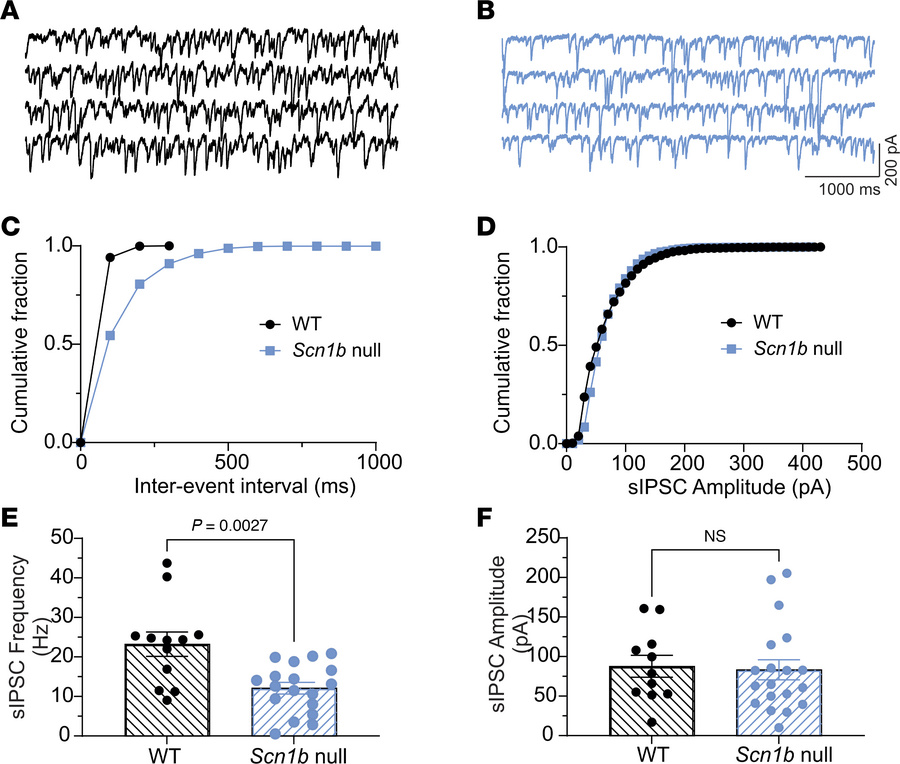 
Scn1b null PCs have reduced sIPSC frequency but not amplitude.
sIPSCs i...
