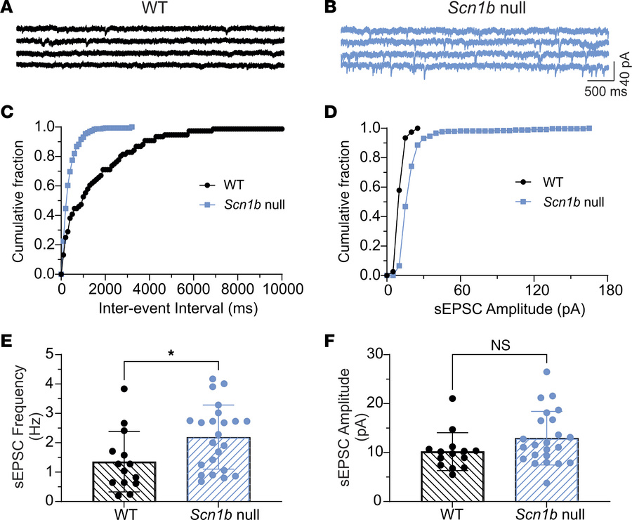 
Scn1b null PCs have increased sEPSC frequency but not amplitude.
sEPSCs...