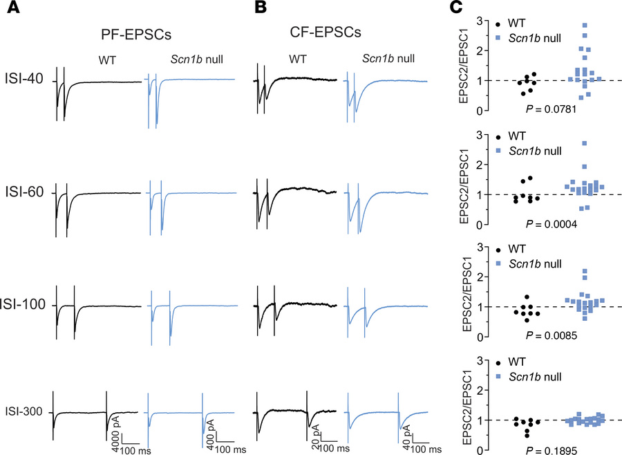 
Scn1b deletion alters short-term synaptic plasticity at CF-PC synapses....