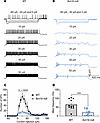 Scn1b null MLIs have increased AP initiation threshold and reduced firing f