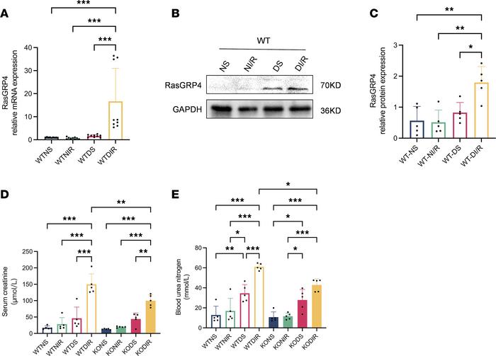 
RasGRP4 was upregulated in DI/R group and exacerbated the renal functio...