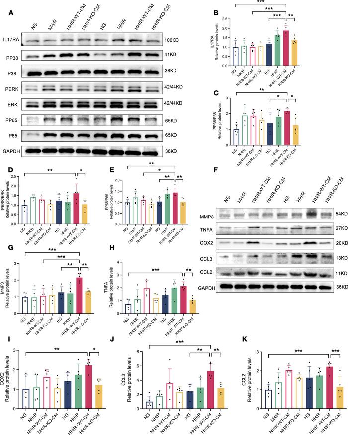 
RasGRP4 promoted the activation of the IL-17 signaling pathway in HK-2 ...