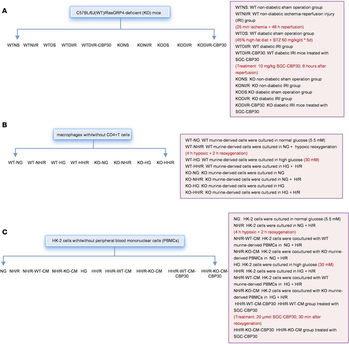 Schematic portrayal of the groups/treatment for both in vivo and in vitr...