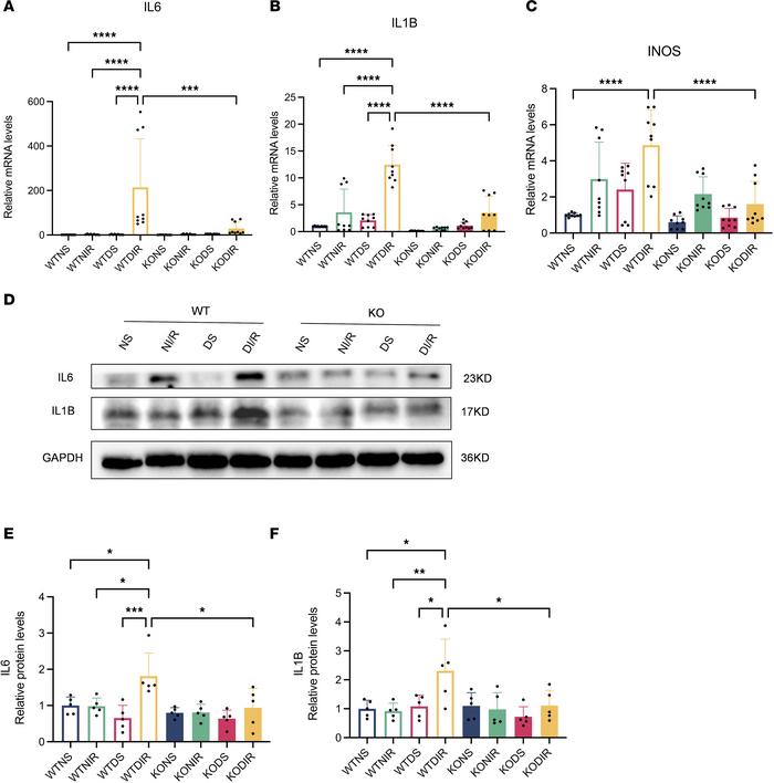 
RasGRP4 facilitated the polarization of macrophages toward M1 macrophag...