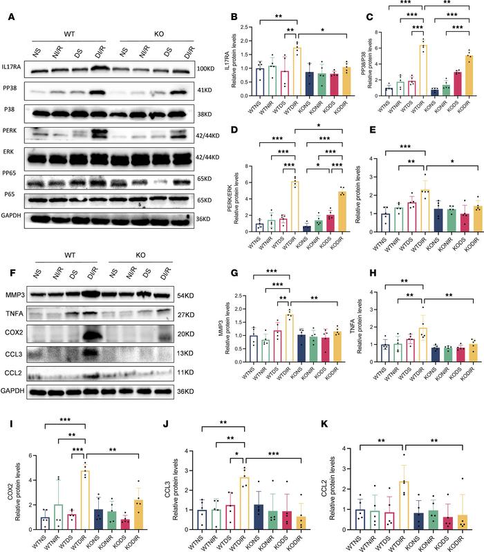 
RasGRP4 promoted the activation of the IL-17 signaling pathway in the k...