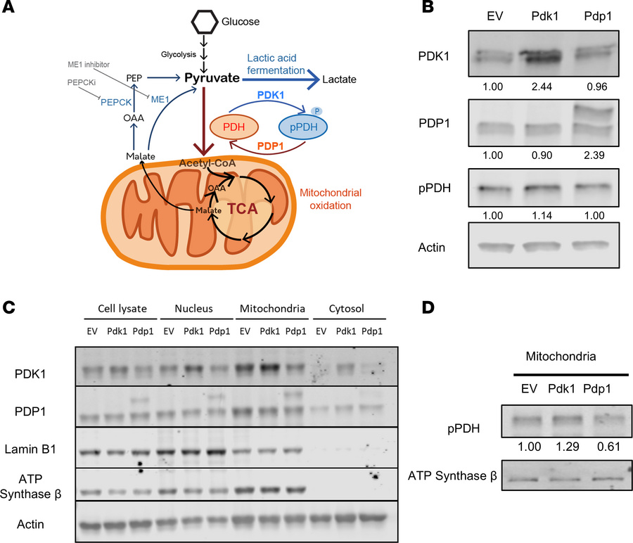Retrovirally introduced Pdk1 or Pdp1 changes mitochondrial PDH phosphory...