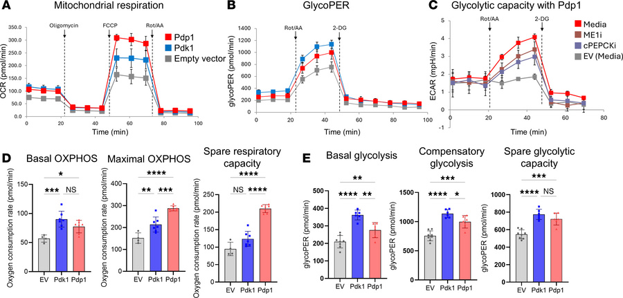 Enforced PDK1 or PDP1 expression induces higher metabolic capacity in CD...