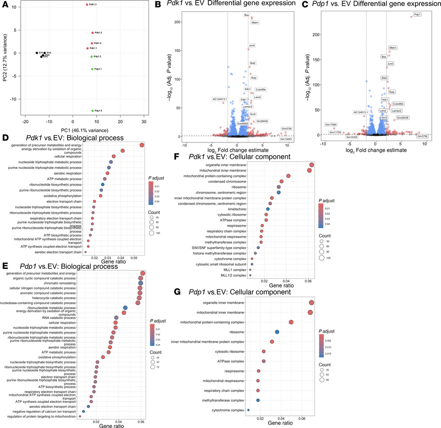 RNA transcription profiles were similar between Pdk1- and Pdp1-transduce...